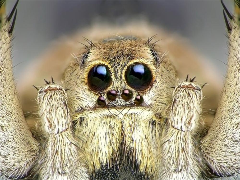 蜘蛛蛛网是从哪里来的,蜘蛛的蛛网是从哪里来的