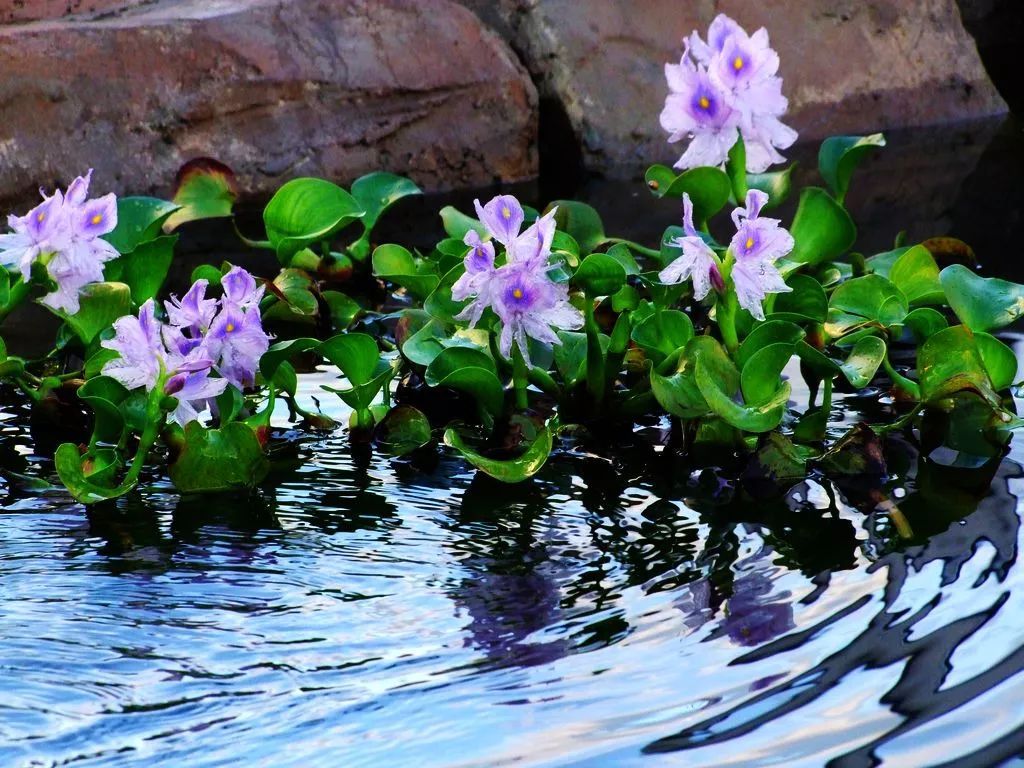 水葫芦为啥消失了,以前常见的水葫芦是否已绝迹