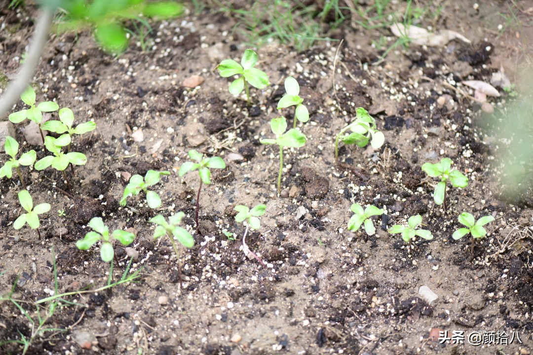 这个夏天我在花园里种向日葵|园丁