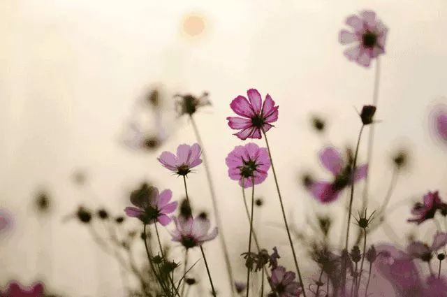 妇科炎症吃什么药治湿热,脾胃虚寒妇科炎症怎么用药