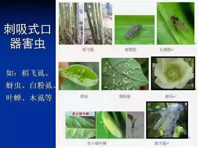 农药杀虫剂种类与作用有哪些,农药杀虫剂别乱选