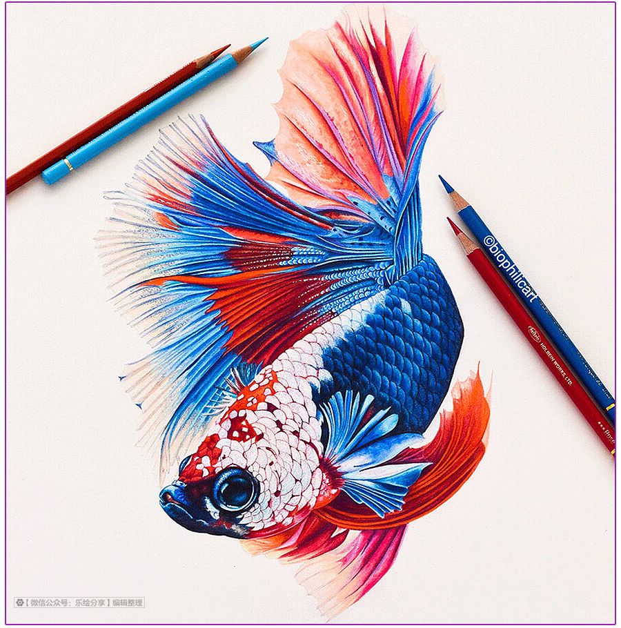 圆形牛皮纸彩铅画花鸟,彩铅画绿藤花鸟图片大全