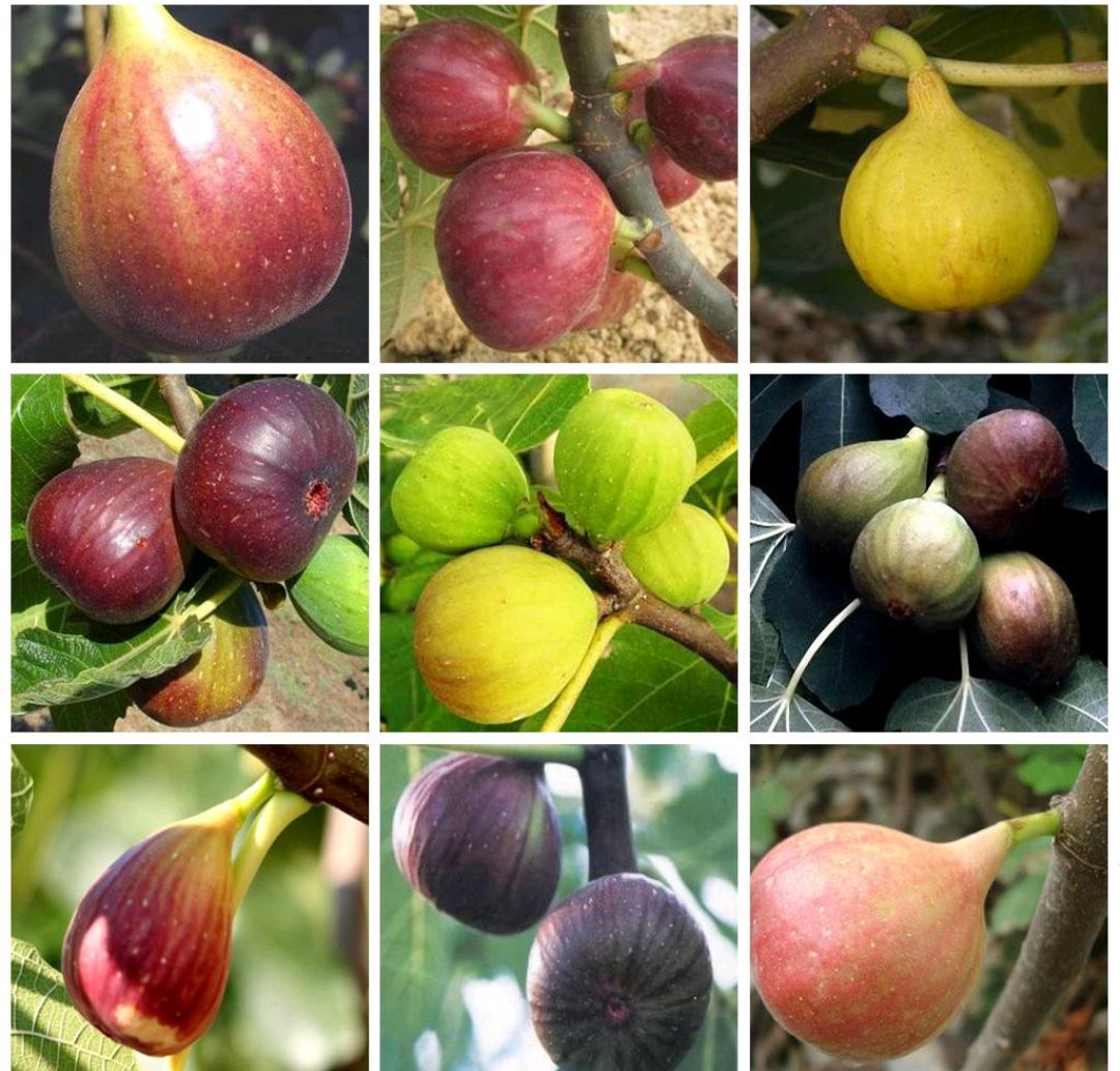 这“38种花”，当你开始收集品种时，你已入坑颇深