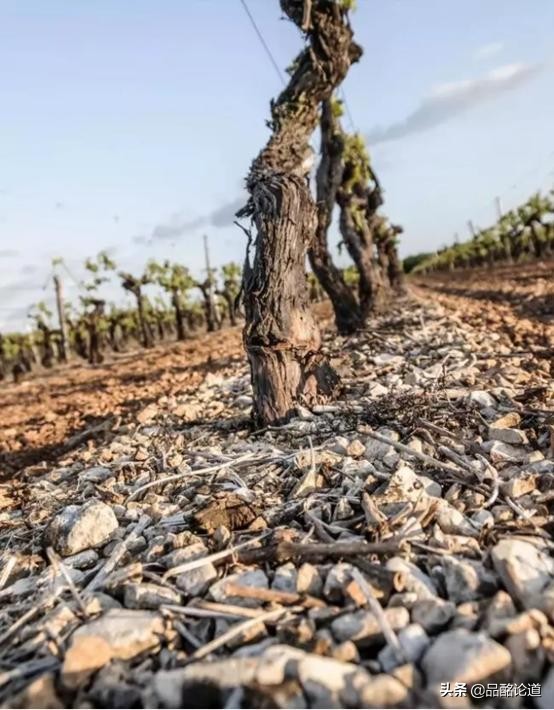 十大高端小众干邑白兰地,怎么评价一款红酒