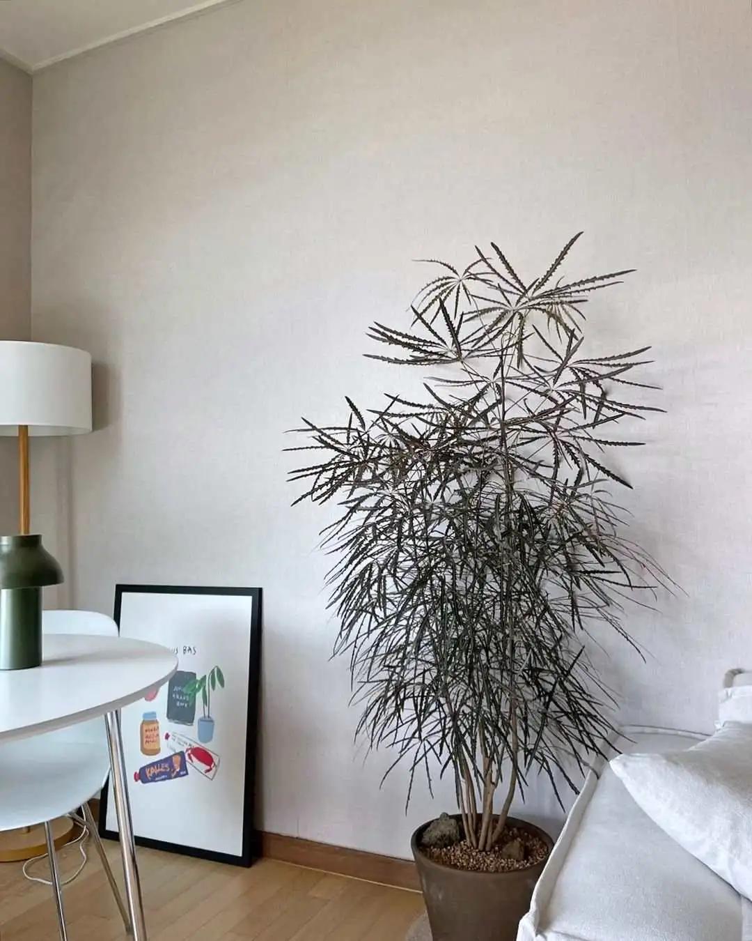 网红必备的高颜值绿植,ins风的网红绿植