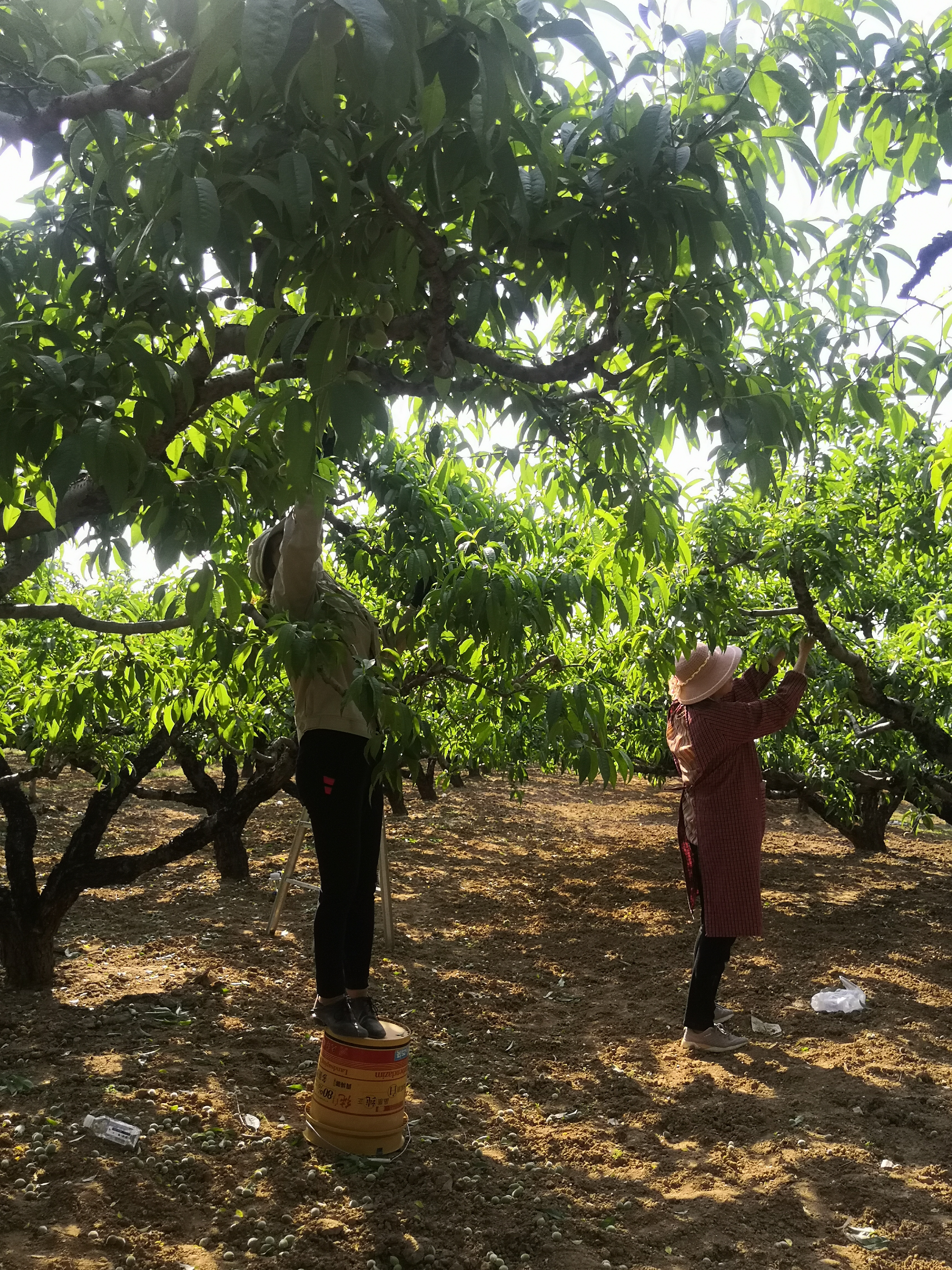 桐柏电商农产品,桐柏县红桃电商