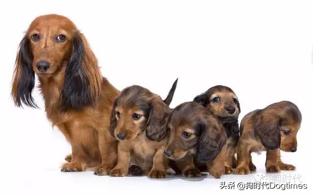 狗狗绝育第一天护理,狗狗绝育的方法和步骤