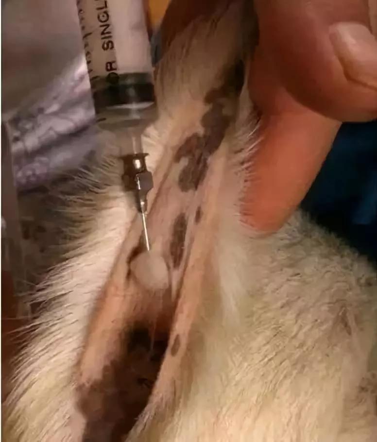 羊打针的准确位置和打针方法,羊打针肌肉注射正确部位图解