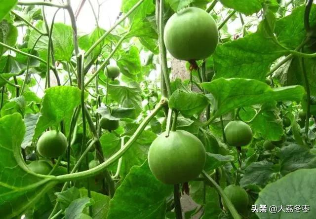 甜瓜大棚种植方法全过程,大棚甜瓜种植技术完整版