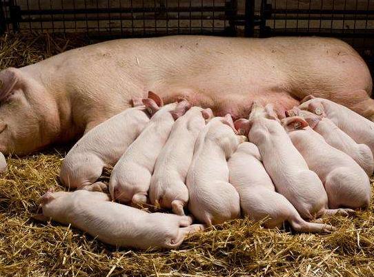 母猪产后炎症大怎么回事,母猪产后发炎是什么症状