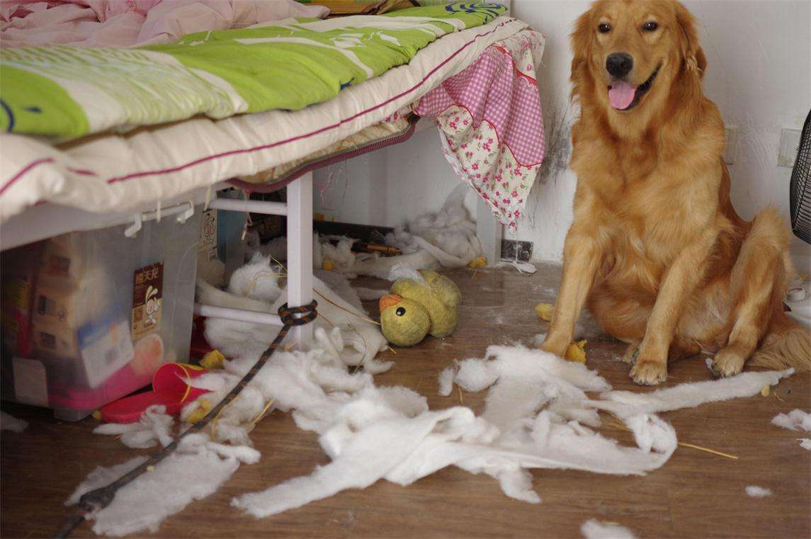 这5种狗狗可谓是拆家王,什么狗狗好养不掉毛不拆家