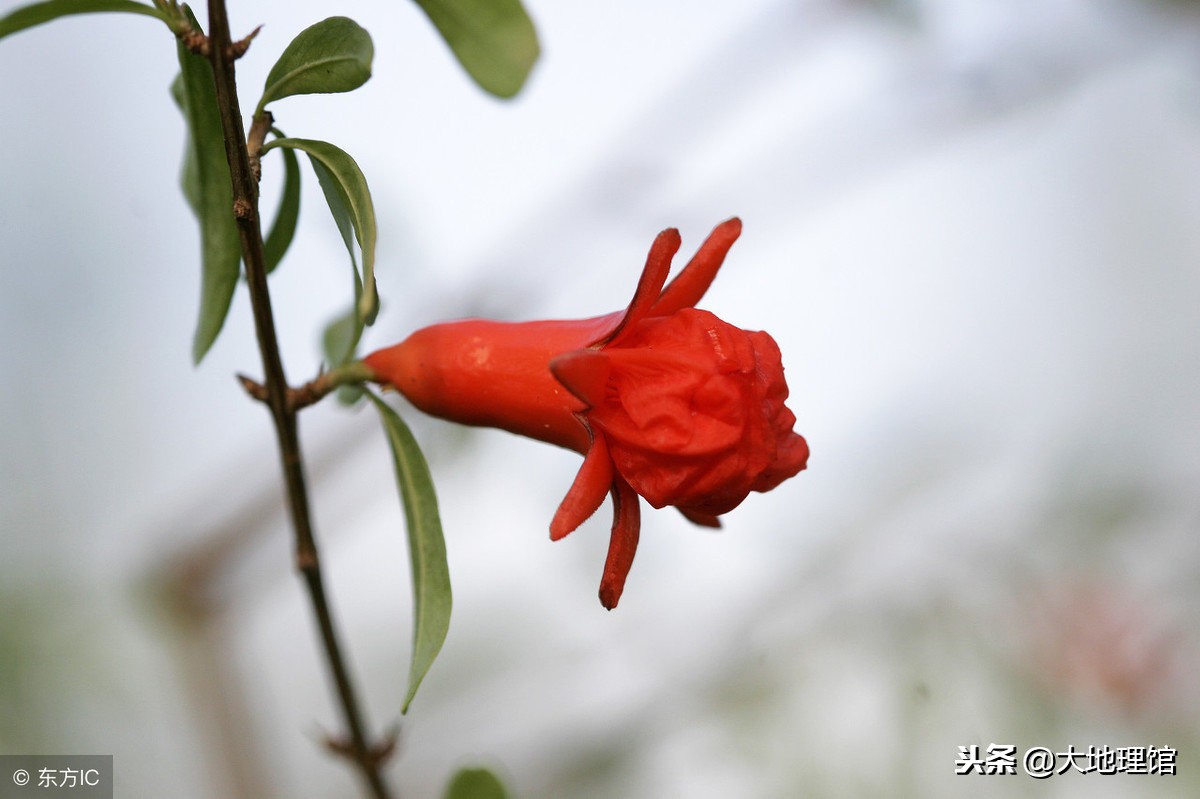 石榴传奇,石榴的传奇故事