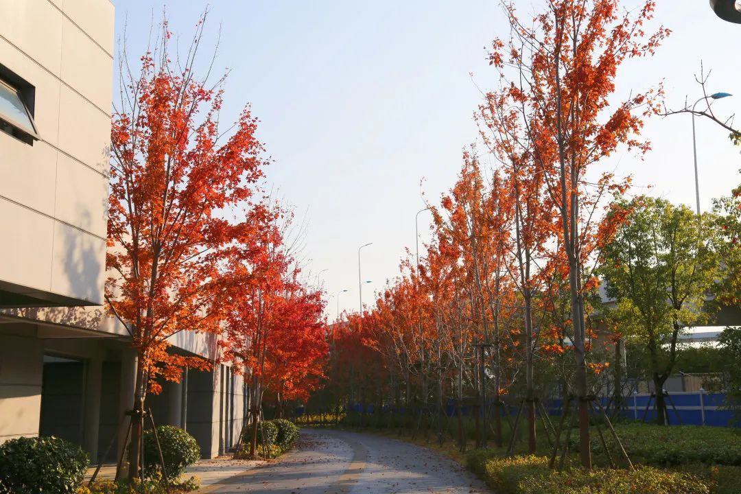 上海最美秋景,上海哪些公园可以拍秋景