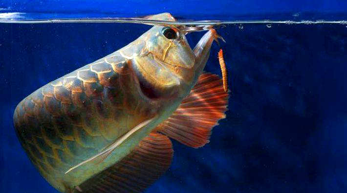 养了十年的龙鱼拒食怎么回事,养了半年龙鱼受到惊吓怎么解决