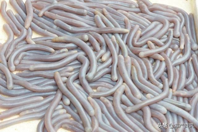 世界公认十大海鲜,全球顶级海鲜食材大赏