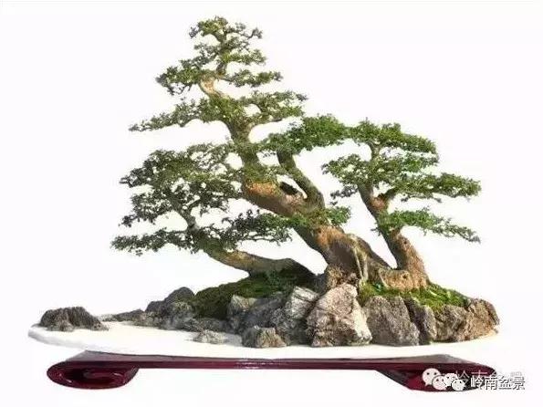 临水式金弹子盆景图片大全欣赏,看盆景展里赏心悦目的盆景