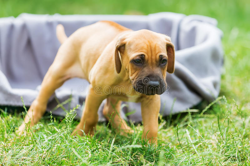 怎么纠正狗狗对陌生人热情,怎么让狗狗尽快适应新环境的方法