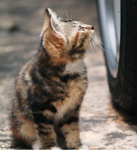 CPF活动预告|阿派第30届领养日——人间值得,只要它能与你相遇