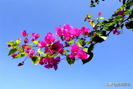 三角梅长蚜虫是什么原因,三角梅有蚜虫吗