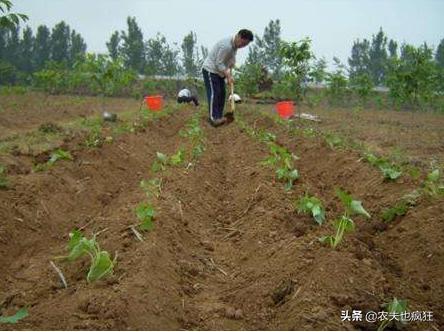 几月份栽种红薯，现在栽红薯早吗？5句种红薯的农谚，句句实用