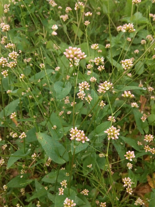 雀翘，见过吗？清热解毒，止痒。治带状疱疹，皮炎，皮肤瘙痒症