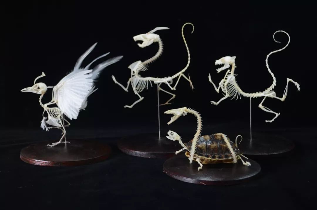 捡的动物尸体做标本收藏,现场解剖动物尸体