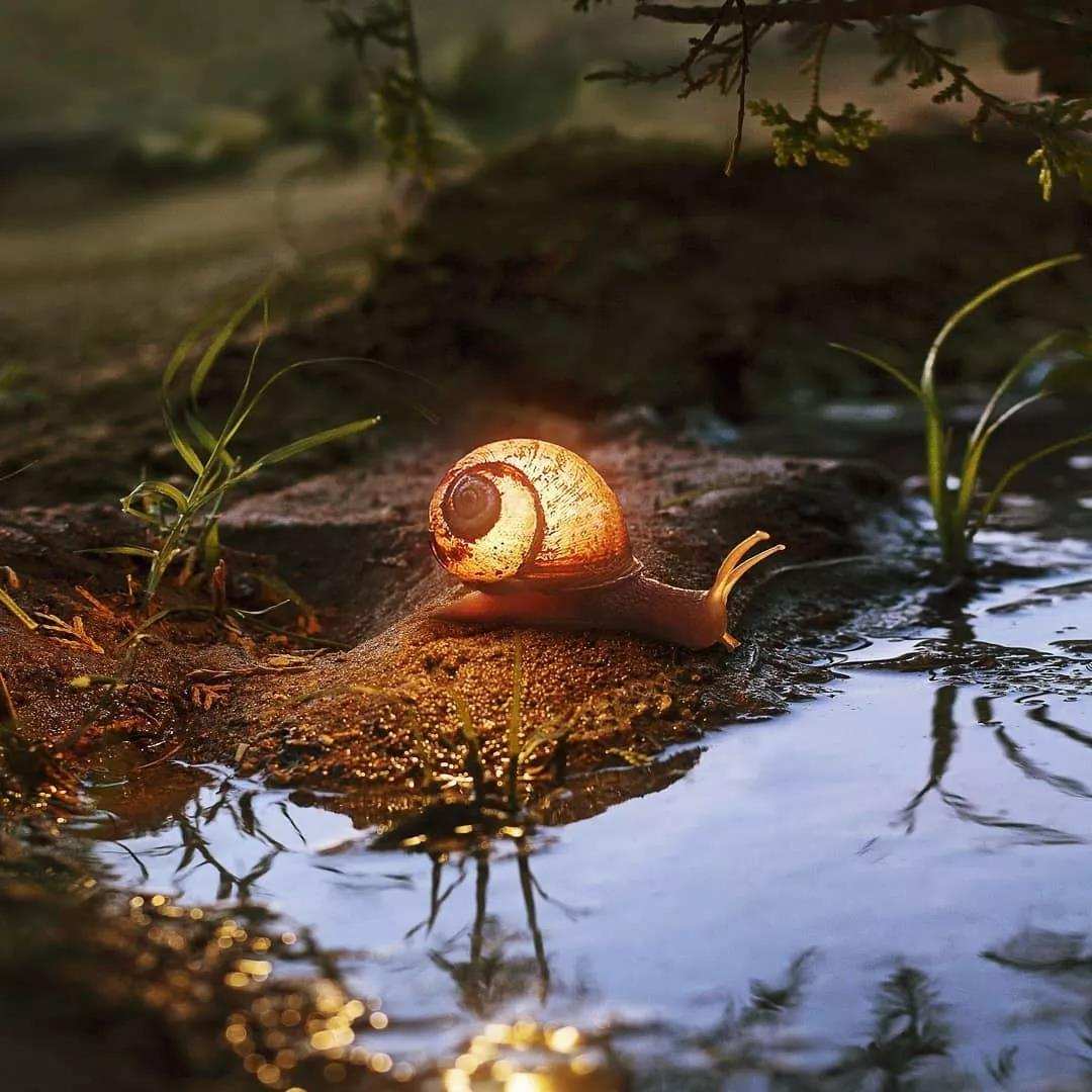 农村有萤火虫现在怎么没了,以前农村常见的萤火虫