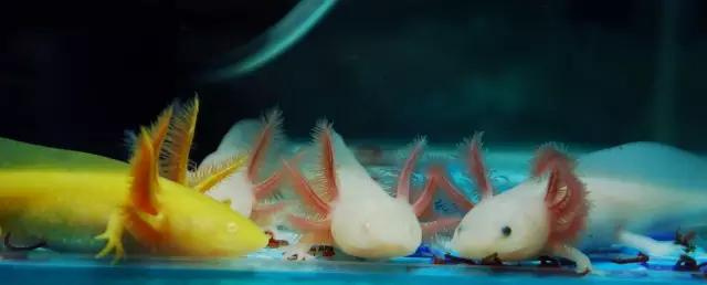 奇特尾巴的龙鱼图片,背鳍变异龙鱼图片