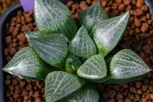 多肉植物好养又容易开花,长相怪异的9种多肉植物