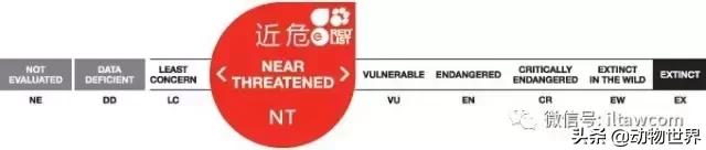 企鹅没有毛还能生活在北极,企鹅没有冰能生活吗