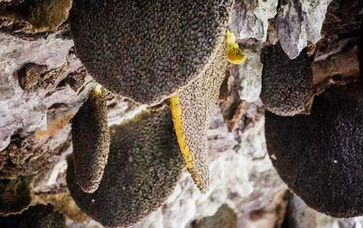 喜马拉雅山采蜜人：专供尼泊尔皇室，每公斤高达3500美元