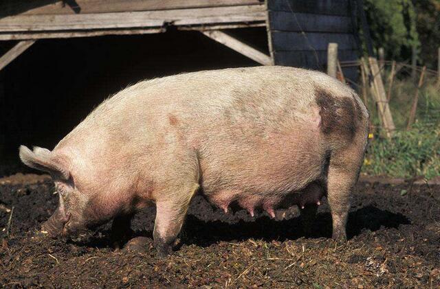 猪场检测母猪怀孕位置,猪场母猪查情总结