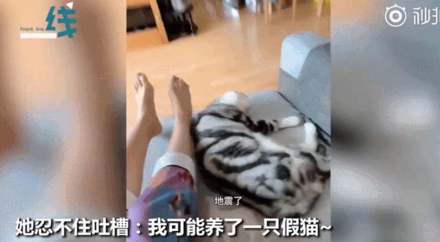猫地震的时候没有反应,地震了猫会有反应吗