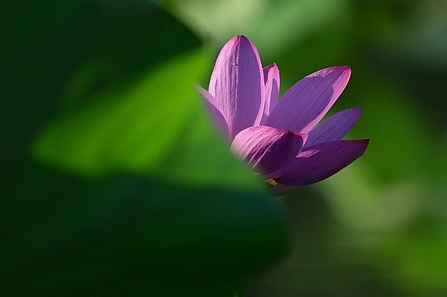 鹤城印象荷花图片,鹤城区看荷花