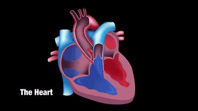 二尖瓣手术是微创还是开胸,二三尖瓣反流手术微创还是开胸