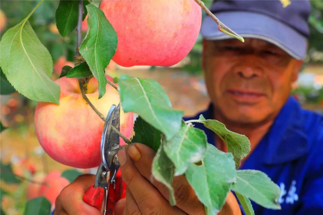 脆甜苹果新鲜水果,脆甜的苹果有什么品种