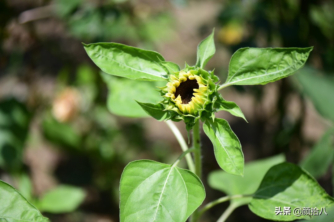 这个夏天我在花园里种向日葵|园丁