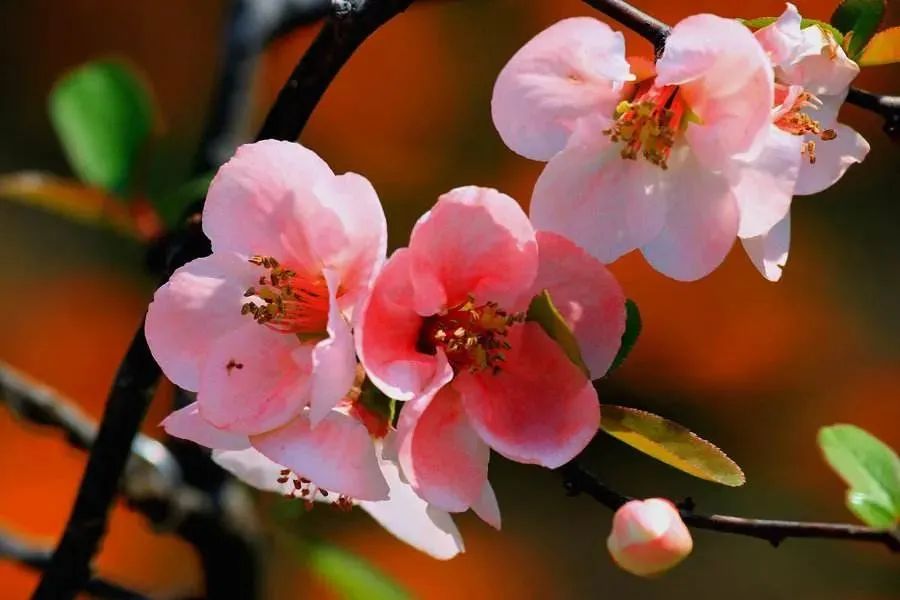 华酝牡丹园紫藤花,华酝牡丹园格桑花