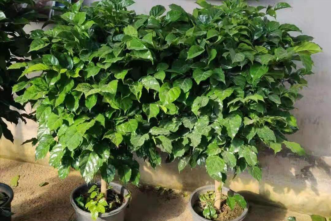 幸福树叶片发黄下垂是怎么回事,幸福树叶子干枯掉落怎么补救呢