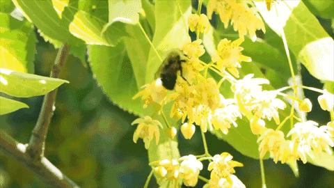 舌尖上的蜂蜜吃法,蜂蜜块嚼着吃推荐