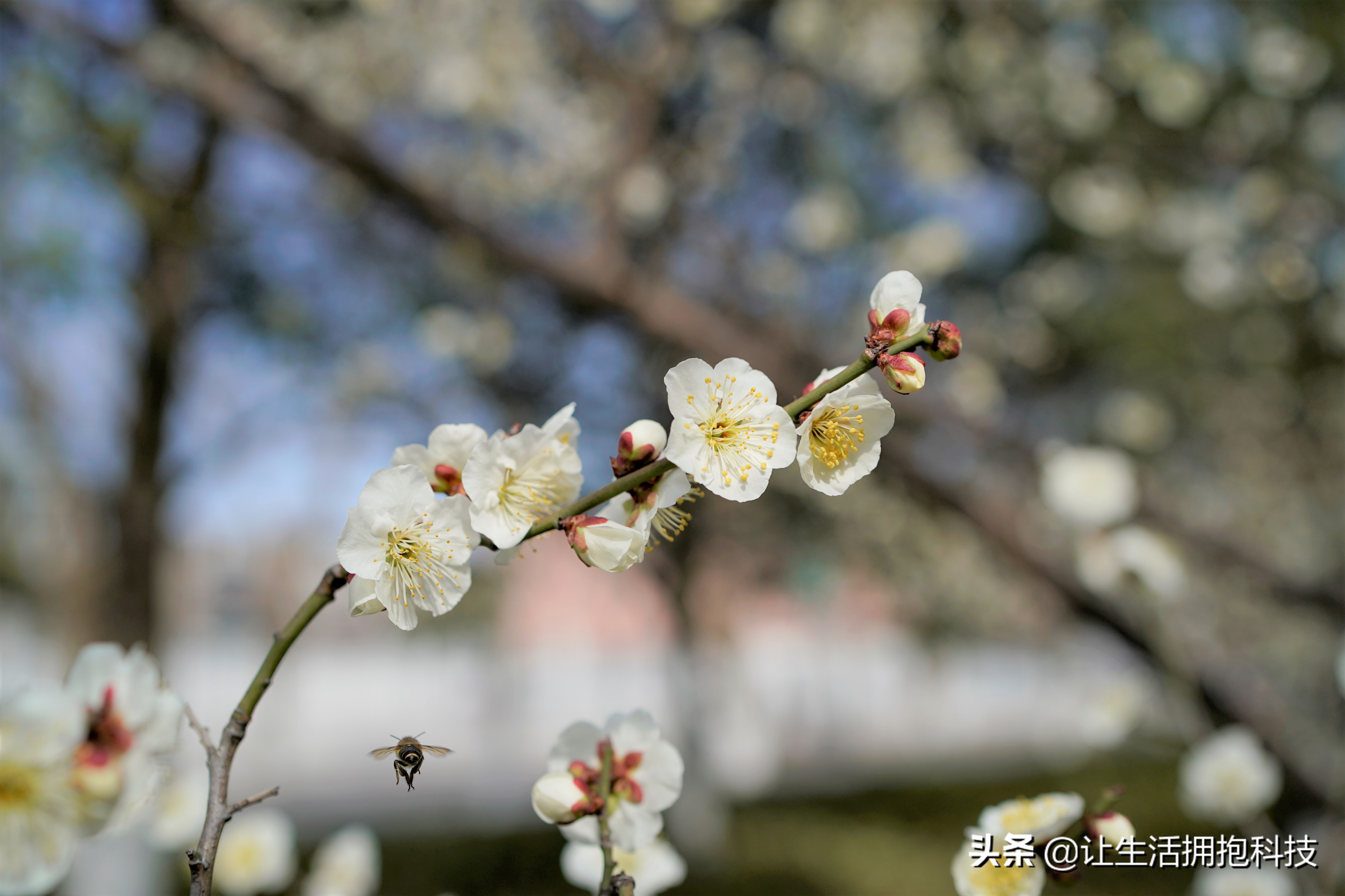 适合拍摄的微距,没有微距怎么拍摄微距效果