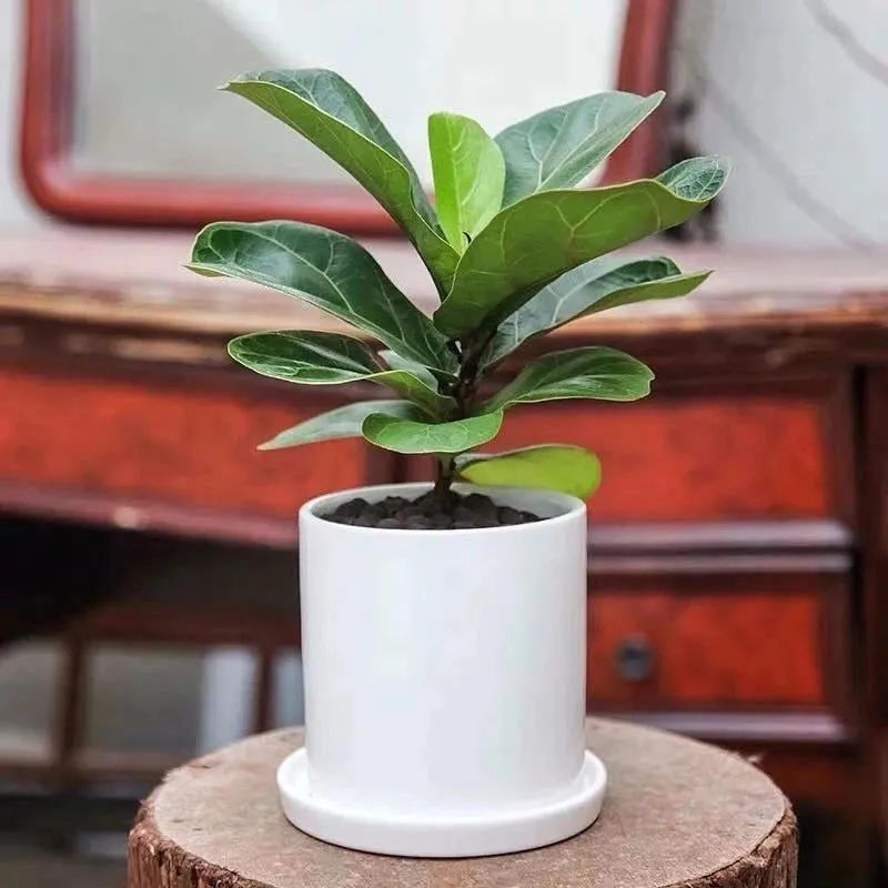 家养五种植物,家养绿叶花卉大全