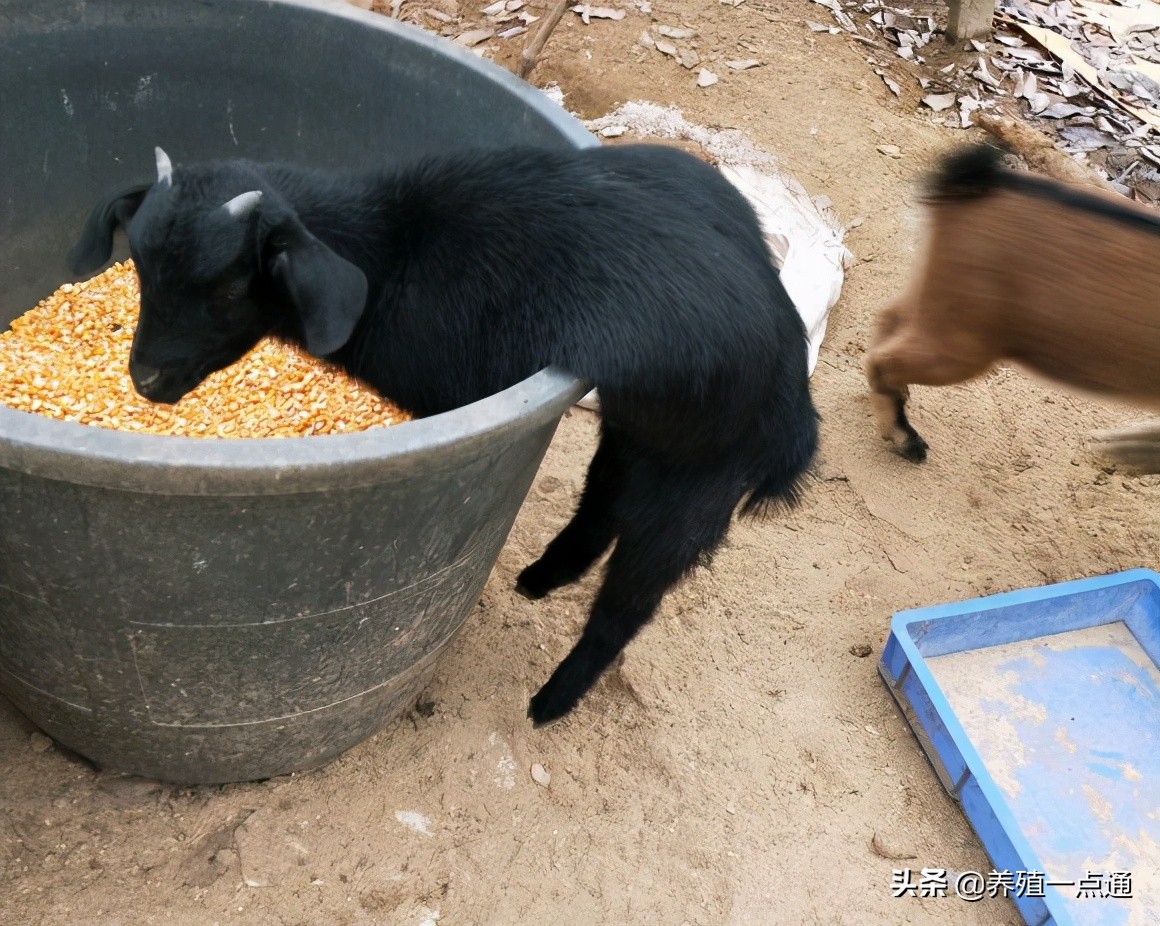 养羊创业代养模式,在农村养羊如何年入百万