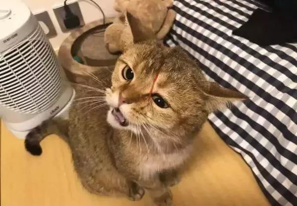 回家看到猫咪的反应,回到家看到猫地上有血