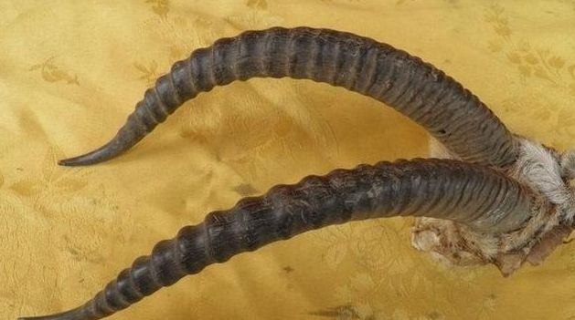 这10种文玩都是违禁品最好别碰,这5种文玩核桃千万不要买