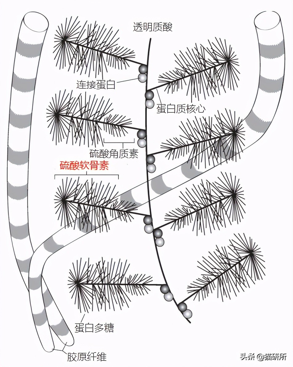 软骨素真的能保护关节吗,软骨素对关节炎有用吗