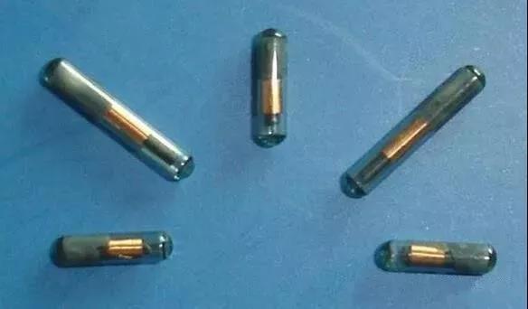 养龙鱼知识大全,龙鱼的起源与产地水族馆