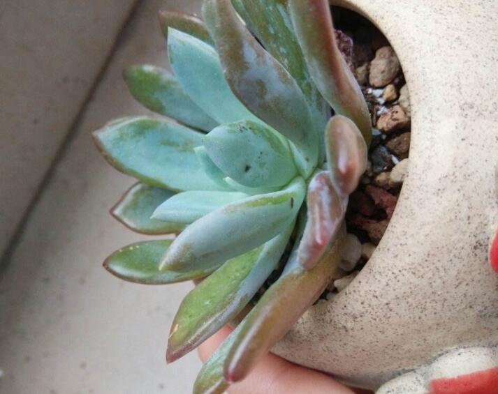多肉植物长黑斑怎么办？4种原因要知道，提早预防，去除黑斑病