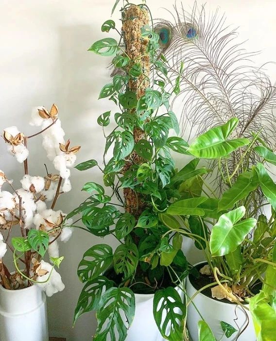 龟背竹绿萝橡皮树怎么养长得快,绿萝龟背白掌冬季养殖方法