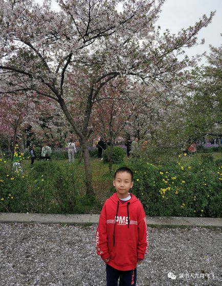 小飞象和猫头鹰影评,电影小飞象观后感影评